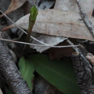 Chiloglottis trapeziformis at Gundaroo, NSW - 2 Oct 2019