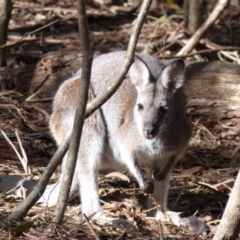 Notamacropus rufogriseus (Red-necked Wallaby) at Black Range, NSW - 18 Apr 2019 by MatthewHiggins