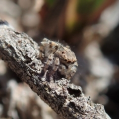 Maratus chrysomelas (Variable Peacock Spider) at Cook, ACT - 4 Oct 2019 by CathB