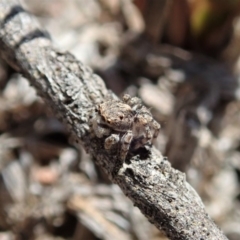 Maratus chrysomelas at Cook, ACT - 4 Oct 2019