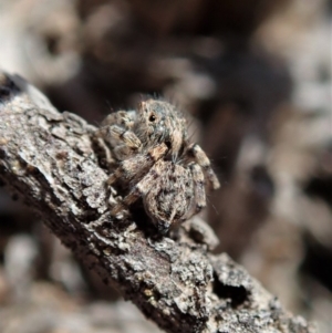 Maratus chrysomelas at Cook, ACT - 4 Oct 2019