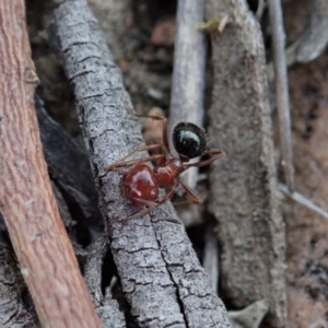 Melophorus perthensis at Cook, ACT - 4 Oct 2019 12:32 PM