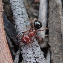 Melophorus perthensis at Cook, ACT - 4 Oct 2019 12:32 PM