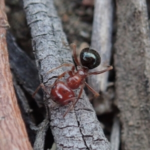 Melophorus perthensis at Cook, ACT - 4 Oct 2019 12:32 PM