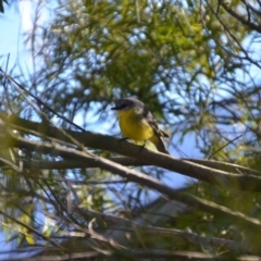 Eopsaltria australis at Wamboin, NSW - 13 Jul 2019 12:45 PM