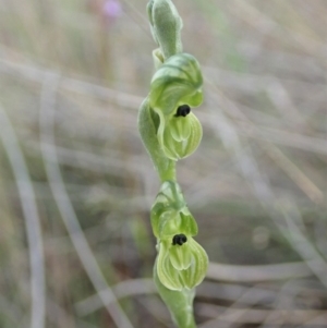 Hymenochilus bicolor (ACT) = Pterostylis bicolor (NSW) at Coree, ACT - suppressed