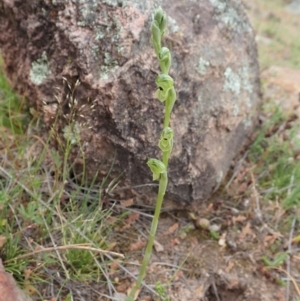 Hymenochilus bicolor (ACT) = Pterostylis bicolor (NSW) at Coree, ACT - suppressed