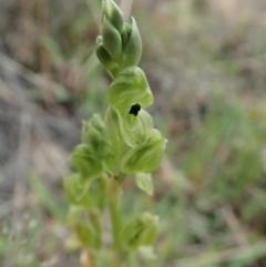 Hymenochilus bicolor at Coree, ACT - 4 Oct 2019