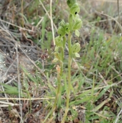 Hymenochilus bicolor (ACT) = Pterostylis bicolor (NSW) at Coree, ACT - suppressed