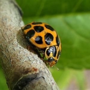 Harmonia conformis at Kambah, ACT - 5 Oct 2019 02:12 PM