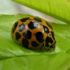 Harmonia conformis at Kambah, ACT - 5 Oct 2019