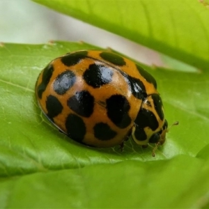 Harmonia conformis at Kambah, ACT - 5 Oct 2019 02:12 PM