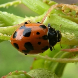 Hippodamia variegata at Kambah, ACT - 5 Oct 2019 02:07 PM