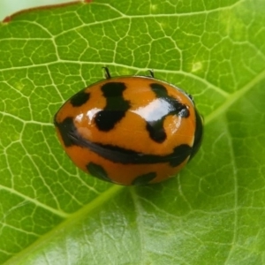 Coccinella transversalis at Kambah, ACT - 5 Oct 2019