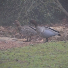 Chenonetta jubata (Australian Wood Duck) at Wamboin, NSW - 19 Jul 2019 by natureguy