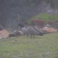 Chenonetta jubata at Wamboin, NSW - 19 Jul 2019