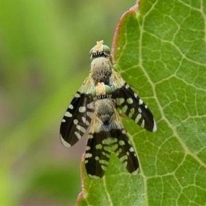 Spathulina acroleuca at Kambah, ACT - 5 Oct 2019