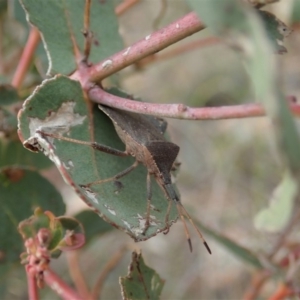 Amorbus sp. (genus) at Coree, ACT - 4 Oct 2019