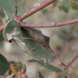 Amorbus sp. (genus) at Coree, ACT - 4 Oct 2019