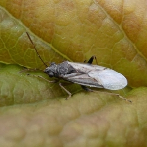 Lygaeidae (family) at Kambah, ACT - 5 Oct 2019