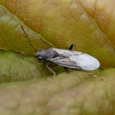 Lygaeidae (family) (Seed bug) at Kambah, ACT - 5 Oct 2019 by HarveyPerkins