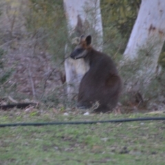 Wallabia bicolor (Swamp Wallaby) at Wamboin, NSW - 21 Jul 2019 by natureguy