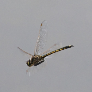 Hemicordulia tau at Monash, ACT - 5 Oct 2019 02:30 PM