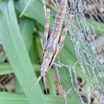 Coryphistes ruricola (Bark-mimicking Grasshopper) at Aranda, ACT - 5 Oct 2019 by KMcCue