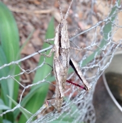 Coryphistes ruricola at Aranda, ACT - 5 Oct 2019