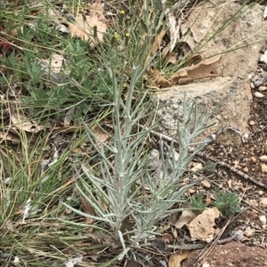 Senecio quadridentatus at Griffith, ACT - 5 Oct 2019