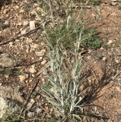 Senecio quadridentatus at Griffith, ACT - 5 Oct 2019 05:04 PM