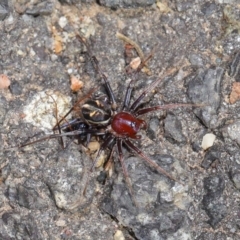 Habronestes bradleyi at Acton, ACT - 26 Sep 2019