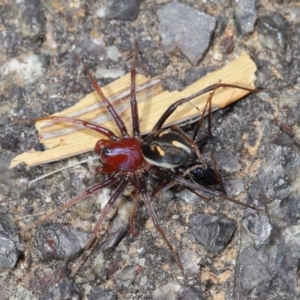 Habronestes bradleyi at Acton, ACT - 26 Sep 2019