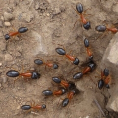 Camponotus nigriceps (Black-headed sugar ant) at Hackett, ACT - 4 Oct 2019 by RWPurdie