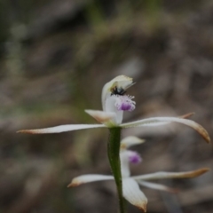 Caladenia ustulata (Brown Caps) at Hackett, ACT - 5 Oct 2019 by shoko