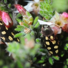 Castiarina parallela at Boorowa, NSW - 3 Oct 2019