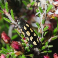 Castiarina parallela at Boorowa, NSW - 3 Oct 2019