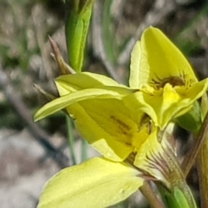 Diuris chryseopsis at Amaroo, ACT - 3 Oct 2019