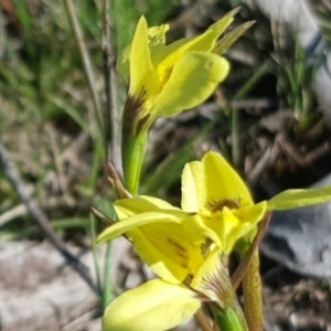 Diuris chryseopsis at Amaroo, ACT - 3 Oct 2019