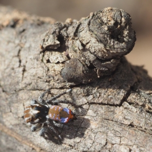 Maratus calcitrans at Point 5805 - 5 Oct 2019