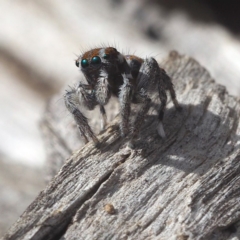 Maratus calcitrans at Point 5805 - suppressed