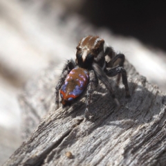 Maratus calcitrans at Point 5805 - suppressed