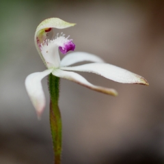 Caladenia ustulata (Brown Caps) at Acton, ACT - 5 Oct 2019 by David