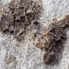 Tamopsis sp. (genus) (Two-tailed spider) at Hackett, ACT - 5 Oct 2019 by David