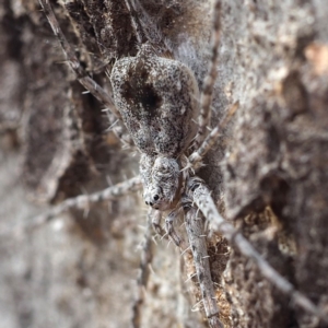 Tamopsis sp. (genus) at Hackett, ACT - 5 Oct 2019 03:33 PM