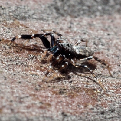Arasia mollicoma (Flat-white Jumping Spider) at Hackett, ACT - 5 Oct 2019 by David