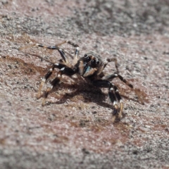 Arasia mollicoma at Point 5805 - 5 Oct 2019