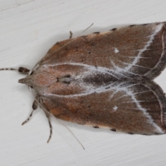 Arachnographa micrastrella (A concealer moth) at Ainslie, ACT - 4 Oct 2019 by jbromilow50