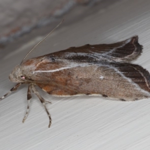 Arachnographa micrastrella at Ainslie, ACT - 4 Oct 2019