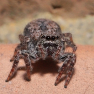 Servaea sp. (genus) at Evatt, ACT - 4 Oct 2019 04:20 PM